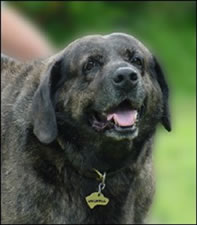 Snorkel, my Lab mix buddy who sadly passed away at 15 yrs.